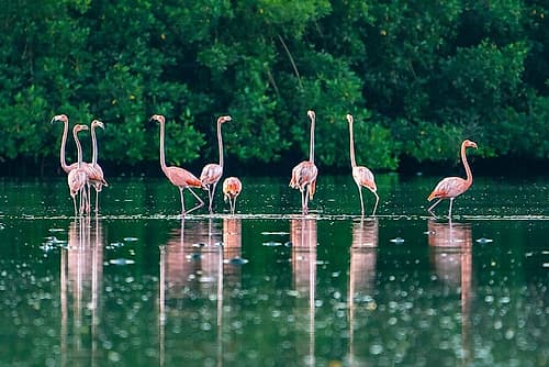 Trinidad-Caroni Swamp. American flamingos feeding. Art Print